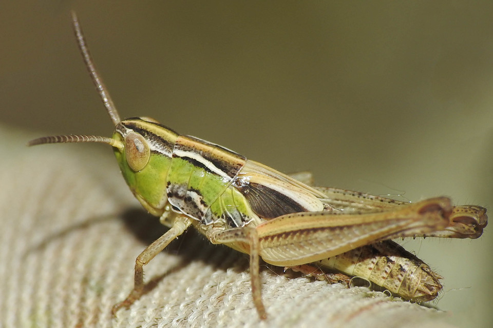 Stenobothrus