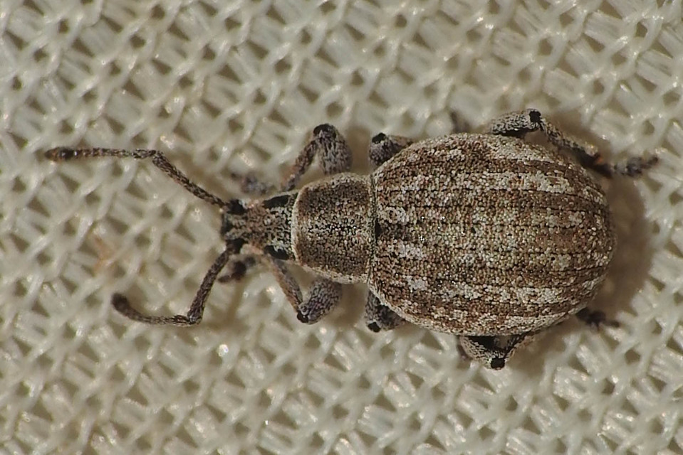 Peritelus familiaris - nagy kendermagbogár