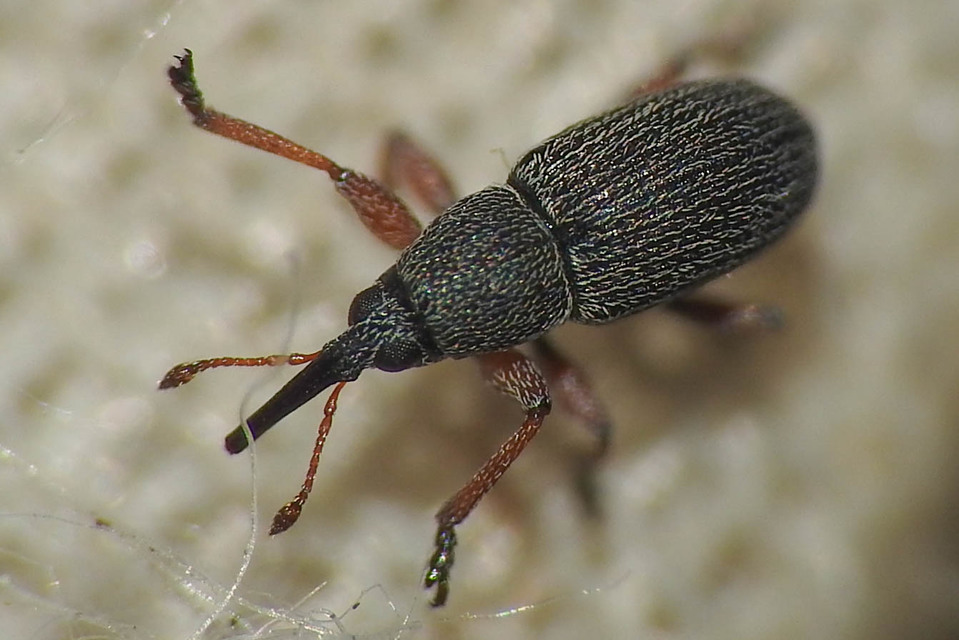 Exapion corniculatum - fürtöszanót-cickányormányos