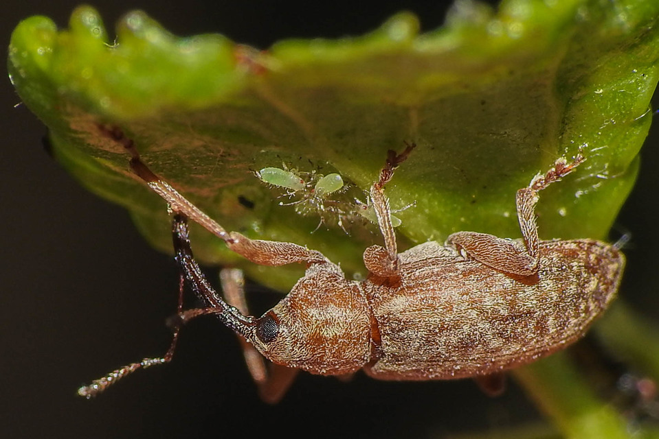 Dorytomus longimanus - kétalakú hangormányos