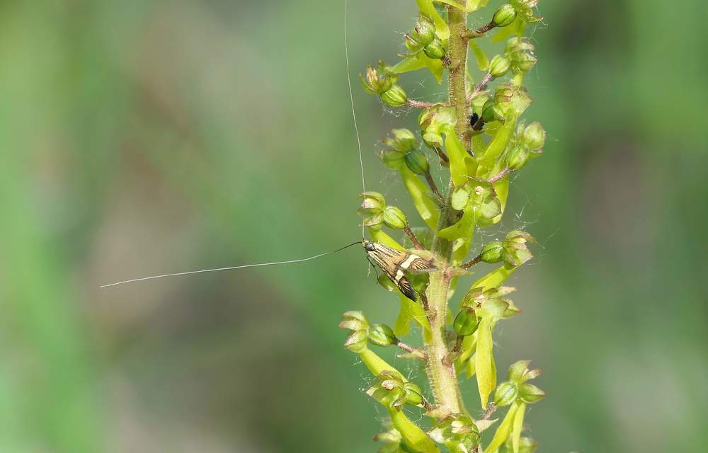 Nemophora degeerella - pompás tőrösmoly