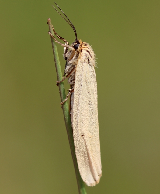 Spiris striata - csíkos molyszövő