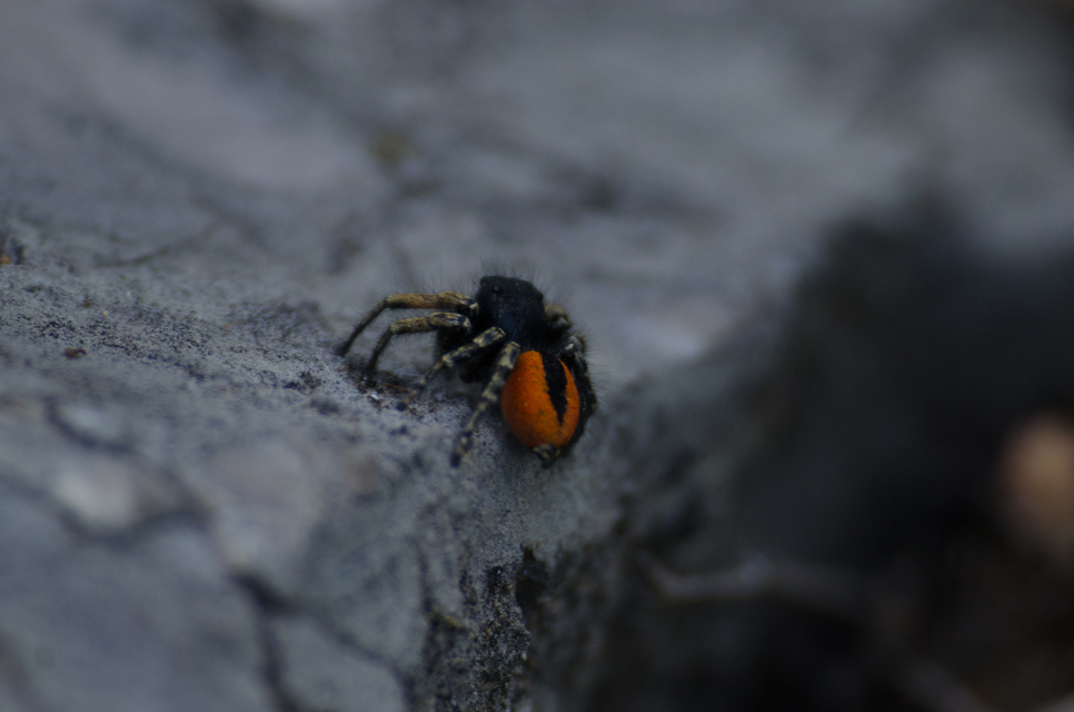 Philaeus chrysops - piros ugrópók
