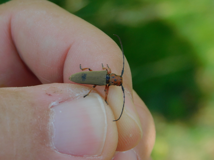 Phytoecia argus - árgusszemű cincér