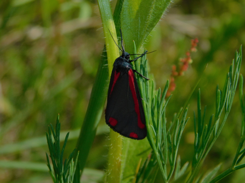 Tyria jacobaeae - jakabfű-medvelepke
