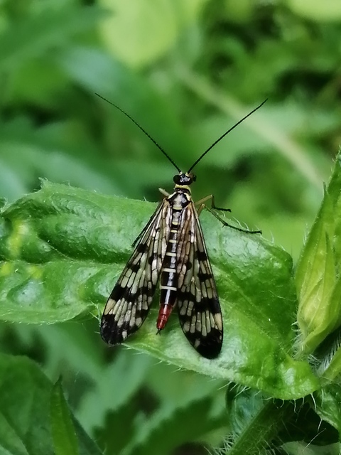Panorpa vulgaris