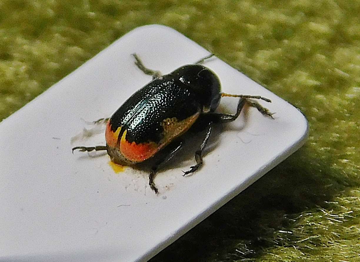 Cryptocephalus apicalis - pusztai zömökbogár