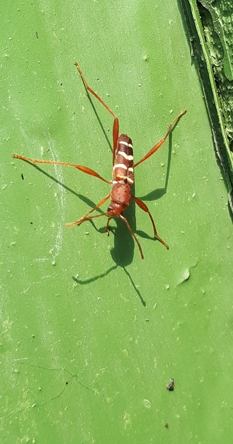 Neoclytus acuminatus - amerikai darázscincér