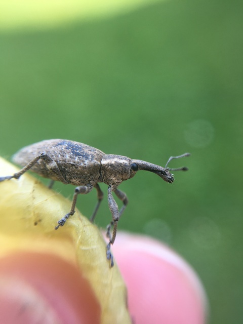 Lepyrus palustris - kétpettyes fűzormányos