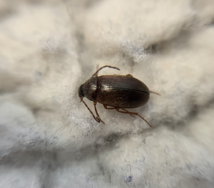 Hymenalia rufipes - rőtlábú alkonybogár