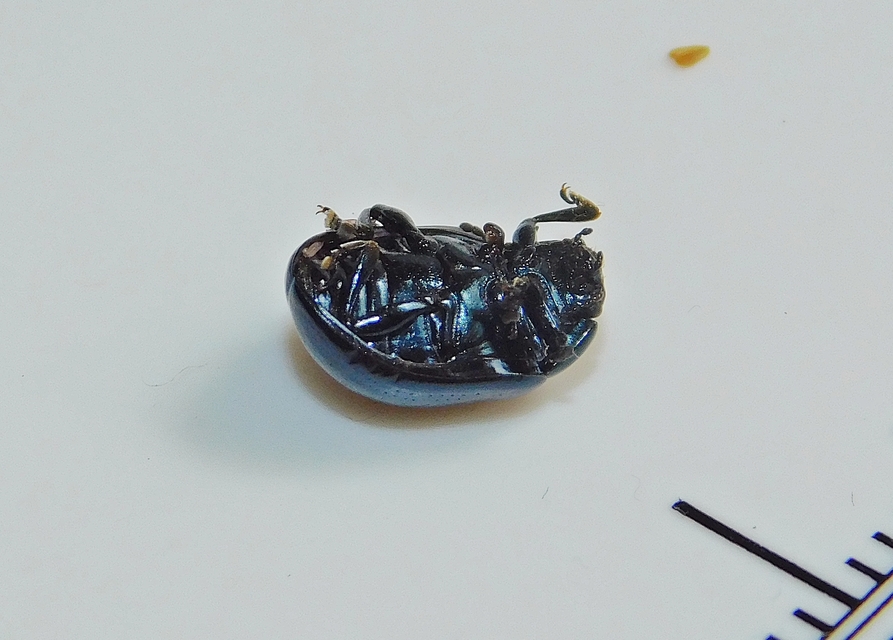 Chrysolina oricalcia - bronzos levélbogár