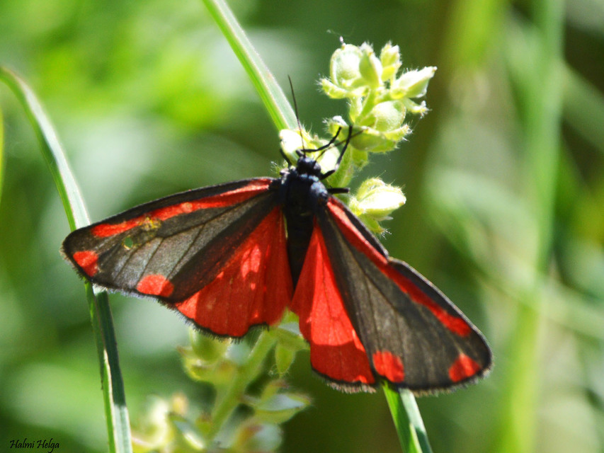 Tyria jacobaeae - jakabfű-medvelepke