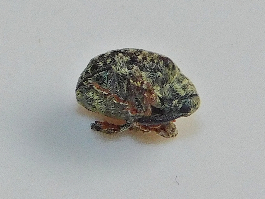 Cionus