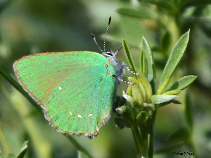 Callophrys rubi - zöldfonákú lepke