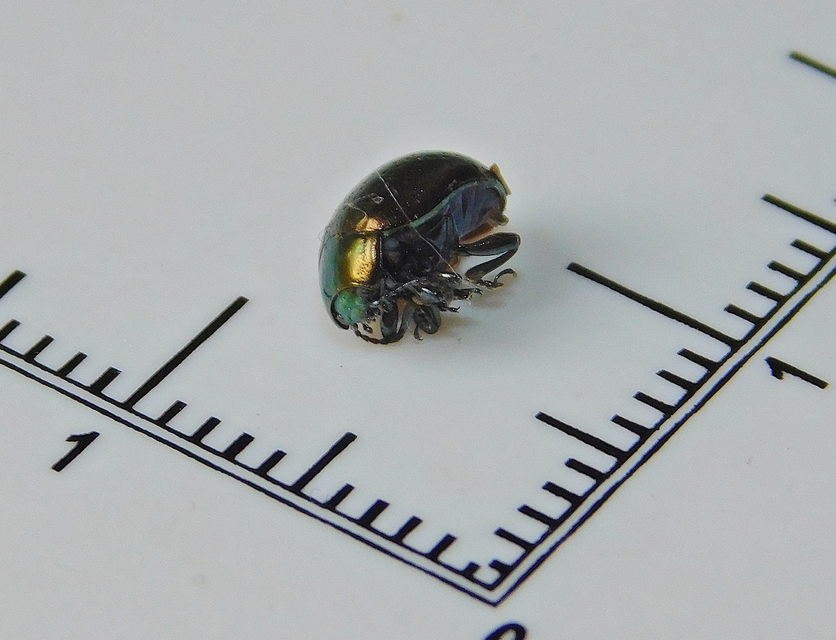 Chrysolina hyperici - zöld orbáncfűlevelész