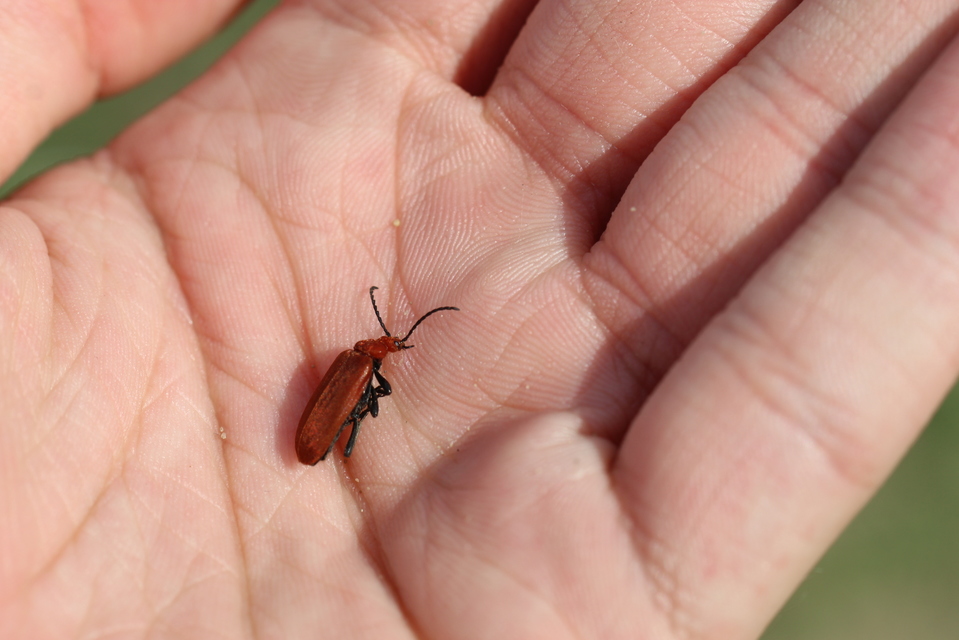 Pyrochroa serraticornis - közép-bíborbogár