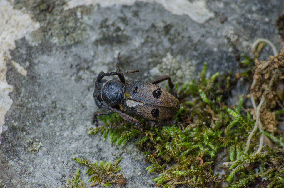 Herophila tristis - selymes alkonycincér