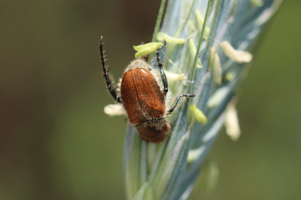 Chaetopteroplia segetum - rozsszipoly