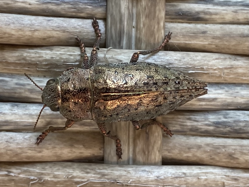 Dicerca berolinensis - bükkfa-díszbogár
