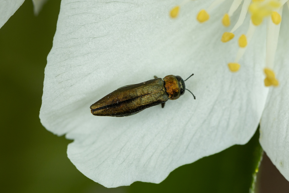 Agrilus viridis - változékony karcsúdíszbogár