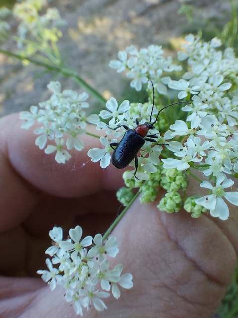 Dinoptera collaris - vörösnyakú virágcincér