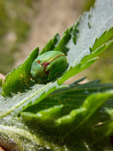 Cassida