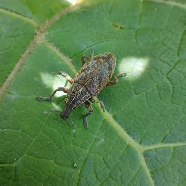 Cleonis pigra - közönséges bogáncsbarkó