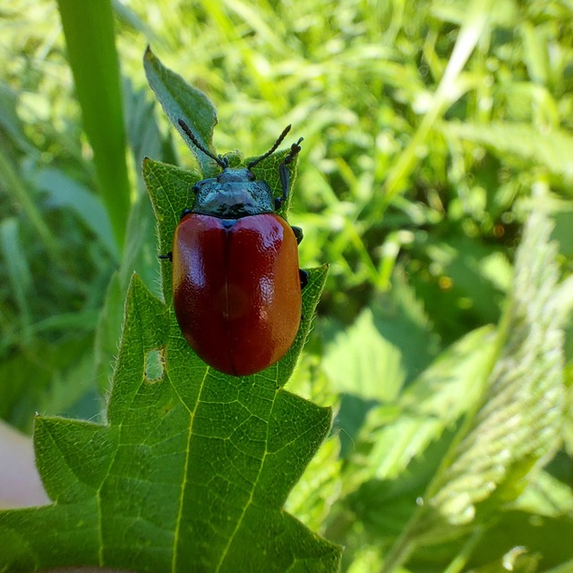 Chrysomela populi - nagy nyárlevelész Chrysomela populi - nagy nyárlevelész