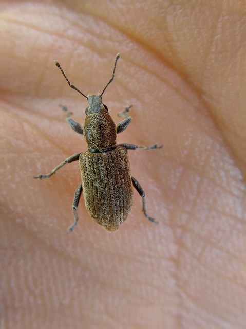 Tanymecus palliatus - közönséges hegyesfarúbarkó