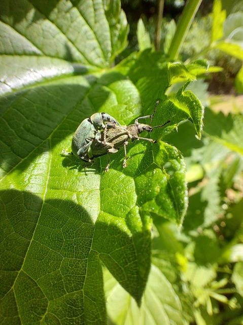 Phyllobius pomaceus - csalán-levélormányos