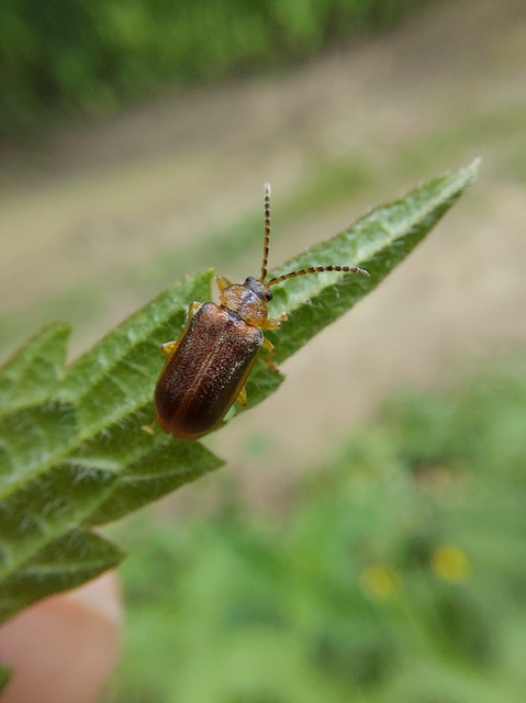 Galerucella lineola - fűz olajosbogár