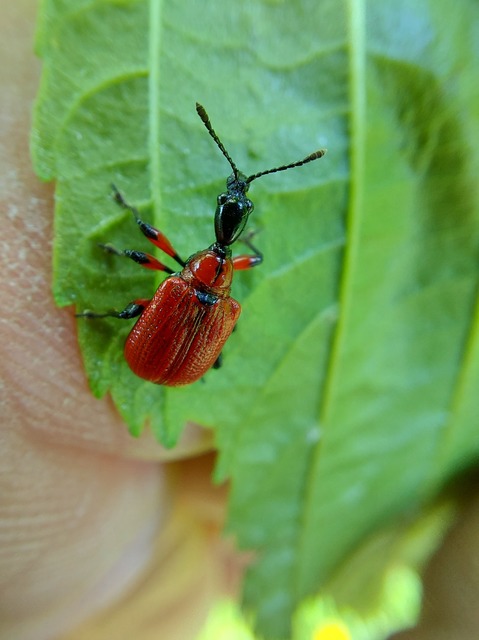 Apoderus coryli - mogyoró-levélsodró
