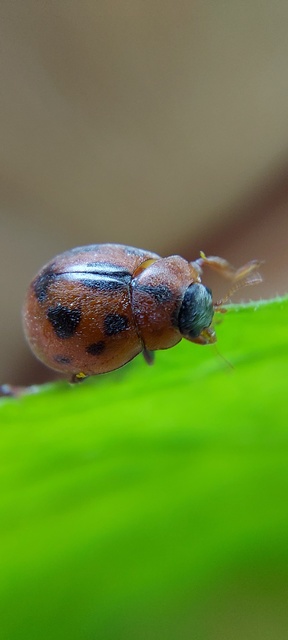Cynegetis impunctata - pázsitfűböde