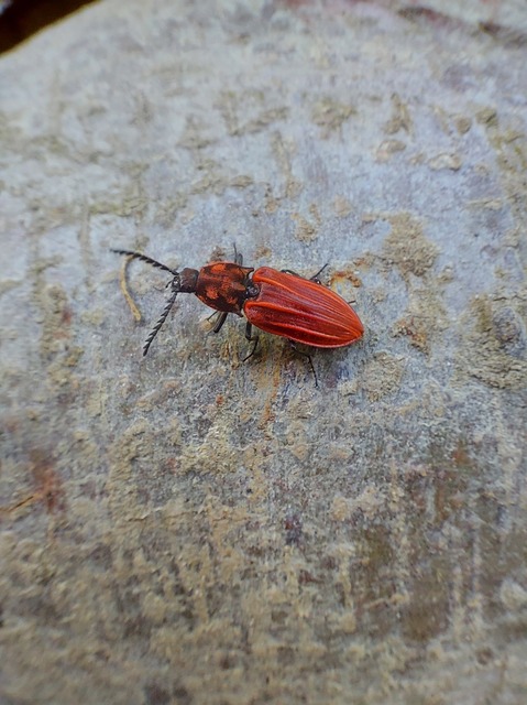 Anostirus