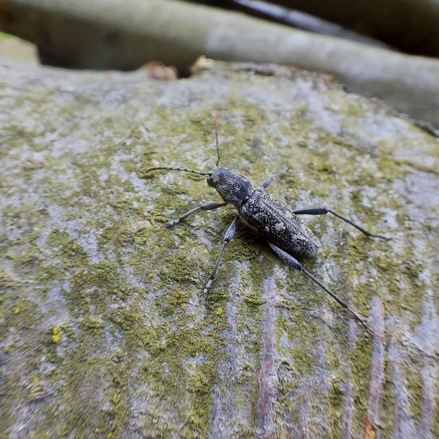 Xylotrechus rusticus - egérszínű darázscincér