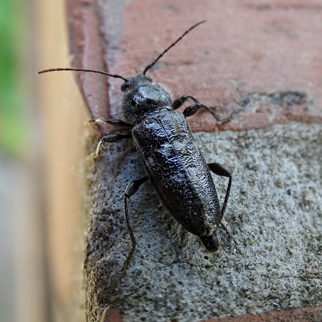 Hylotrupes bajulus - házicincér