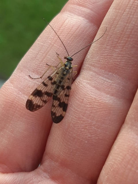 Panorpa vulgaris