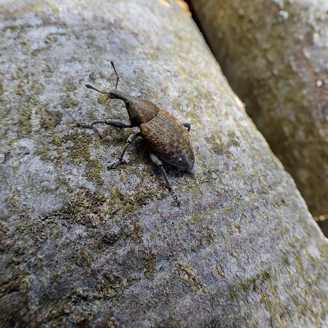 Lepyrus capucinus - pettyes fűzormányos
