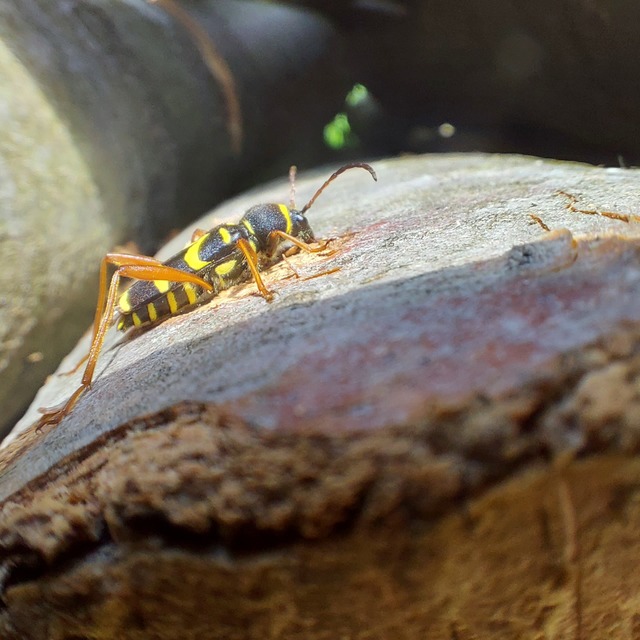 Clytus arietis - közönséges darázscincér