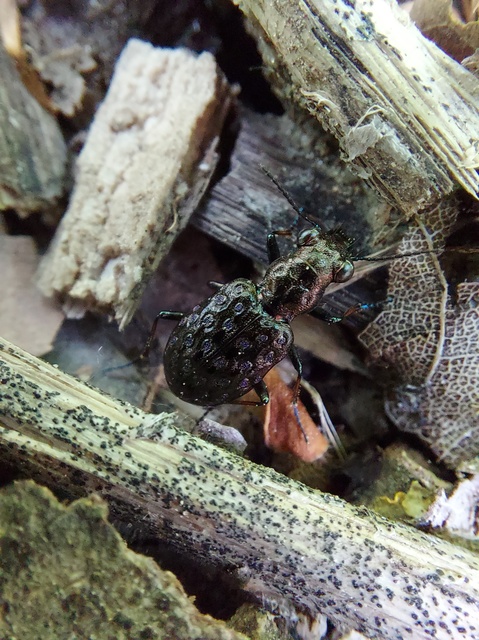 Elaphrus cupreus - rezes iszapfutó