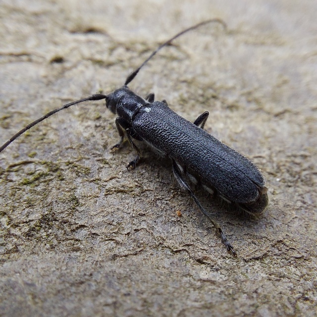 Stenostola ferrea - ólomszürke hársfacincér