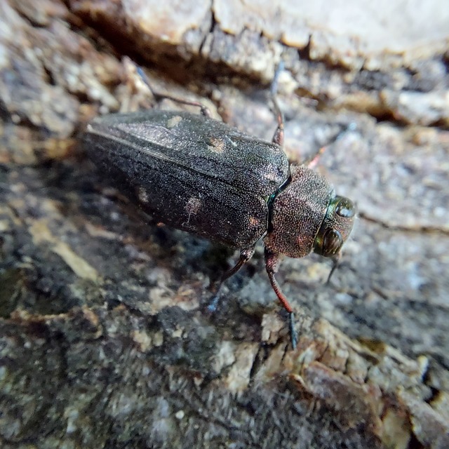 Chrysobothris affinis - aranypettyes díszbogár