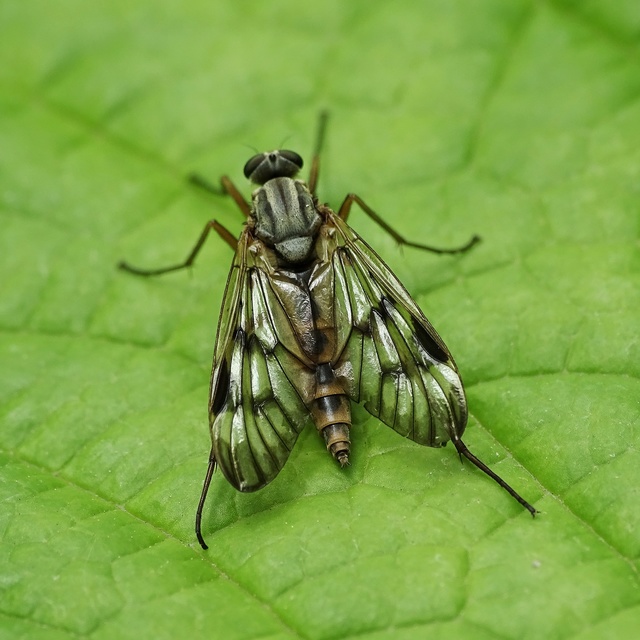 Rhagio scolopaceus - nagy kószalégy