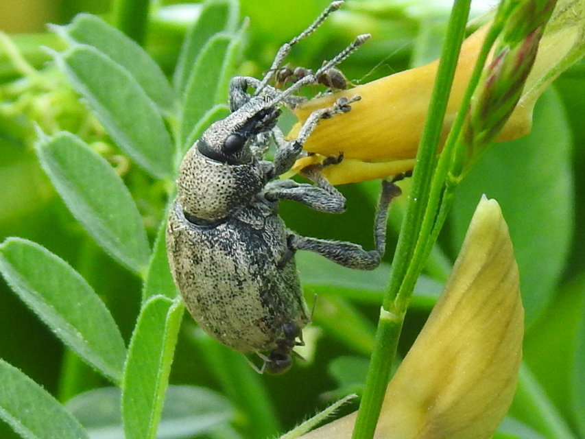 Otiorhynchus ligustici - vincellér-gyalogormányos
