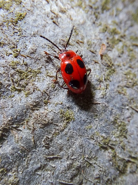 Endomychus coccineus - négypettyes álböde