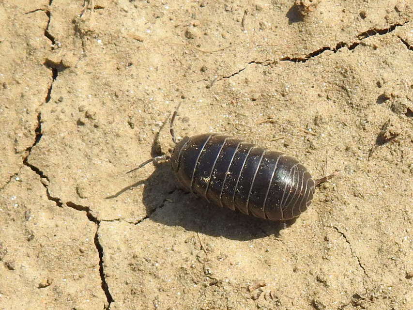 Armadillidium vulgare - szürke gömbászka