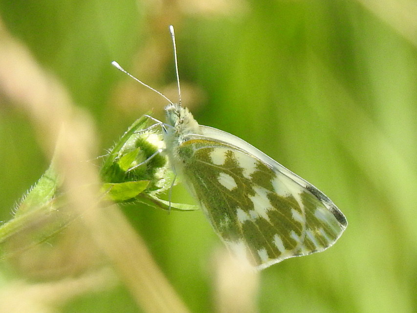 Pontia edusa - rezedalepke