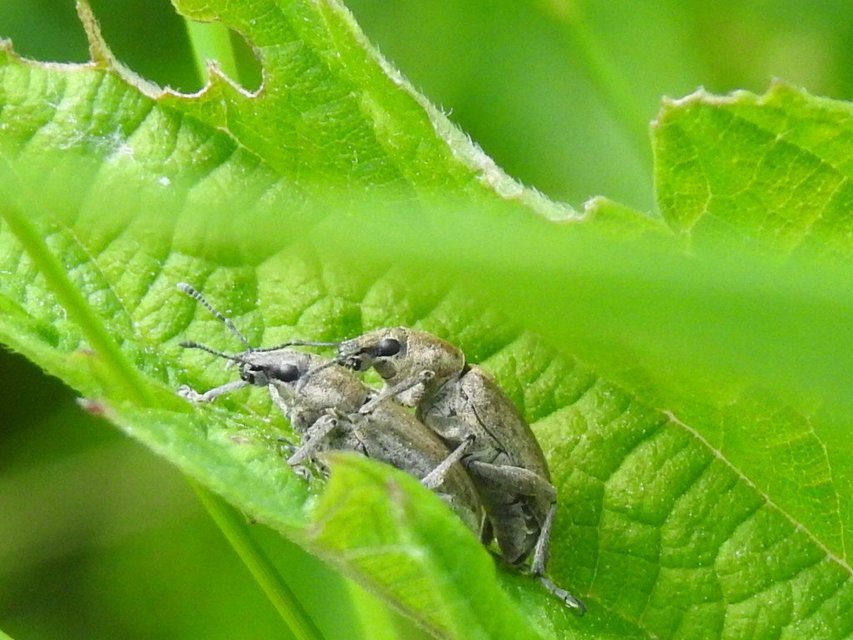 Tanymecus palliatus - közönséges hegyesfarúbarkó
