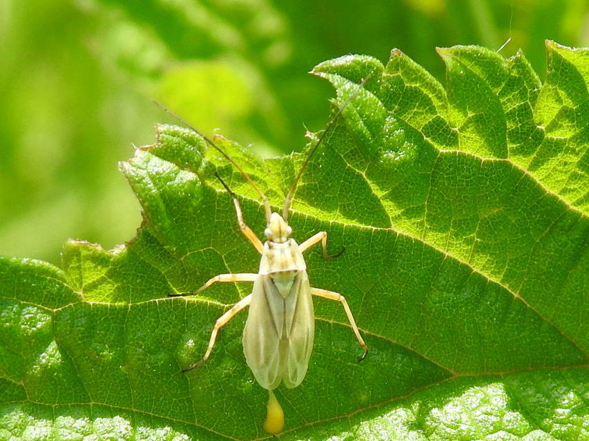 Acetropis
