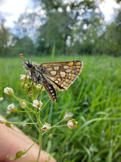 Carterocephalus palaemon - kockás busalepke